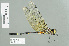  ( - RMNH.INS.508862)  @13 [ ] CreativeCommons - Attribution Non-Commercial Share-Alike (2013) Unspecified Naturalis Biodiversity Center