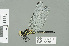  (Porpax asperipes - RMNH.INS.508865)  @13 [ ] CreativeCommons - Attribution Non-Commercial Share-Alike (2013) Unspecified Naturalis Biodiversity Center