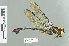  ( - RMNH.INS.508874)  @13 [ ] CreativeCommons - Attribution Non-Commercial Share-Alike (2013) Unspecified Naturalis Biodiversity Center