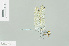  ( - RMNH.INS.508906)  @13 [ ] CreativeCommons - Attribution Non-Commercial Share-Alike (2013) Unspecified Naturalis Biodiversity Center