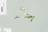  ( - RMNH.INS.508910)  @13 [ ] CreativeCommons - Attribution Non-Commercial Share-Alike (2013) Unspecified Naturalis Biodiversity Center
