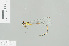  ( - RMNH.INS.509166)  @11 [ ] CreativeCommons - Attribution Non-Commercial Share-Alike (2013) Unspecified Naturalis Biodiversity Center