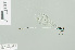  (Coeliccia membranipes - RMNH.INS.509172)  @11 [ ] CreativeCommons - Attribution Non-Commercial Share-Alike (2013) Unspecified Naturalis Biodiversity Center