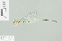  (Coeliccia boettcheri - RMNH.INS.509188)  @11 [ ] CreativeCommons - Attribution Non-Commercial Share-Alike (2013) Unspecified Naturalis Biodiversity Center