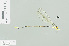  (Coeliccia chromothorax - RMNH.INS.509189)  @13 [ ] CreativeCommons - Attribution Non-Commercial Share-Alike (2013) Unspecified Naturalis Biodiversity Center