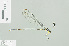  (Coeliccia sp_6_hamalainen - RMNH.INS.509199)  @11 [ ] CreativeCommons - Attribution Non-Commercial Share-Alike (2013) Unspecified Naturalis Biodiversity Center