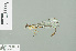  (Podolestes coomansi - RMNH.INS.509262)  @13 [ ] CreativeCommons - Attribution Non-Commercial Share-Alike (2013) Unspecified Naturalis Biodiversity Center