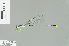  (Pericnemis sp_cf_lestoides - RMNH.INS.509369)  @13 [ ] CreativeCommons - Attribution Non-Commercial Share-Alike (2013) Unspecified Naturalis Biodiversity Center