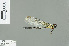  (Heliogomphus bakeri - RMNH.INS.509409)  @14 [ ] CreativeCommons - Attribution Non-Commercial Share-Alike (2013) Unspecified Naturalis Biodiversity Center
