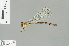  ( - RMNH.INS.509469)  @13 [ ] CreativeCommons - Attribution Non-Commercial Share-Alike (2013) Unspecified Naturalis Biodiversity Center
