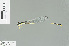  (Pericnemis sp_1 - RMNH.INS.509490)  @13 [ ] CreativeCommons - Attribution Non-Commercial Share-Alike (2013) Unspecified Naturalis Biodiversity Center