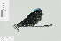  ( - RMNH.INS.509493)  @13 [ ] CreativeCommons - Attribution Non-Commercial Share-Alike (2013) Unspecified Naturalis Biodiversity Center