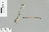  ( - RMNH.INS.509523)  @14 [ ] CreativeCommons - Attribution Non-Commercial Share-Alike (2013) Unspecified Naturalis Biodiversity Center