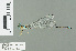  (Coeliccia axinocercus - RMNH.INS.509562)  @14 [ ] CreativeCommons - Attribution Non-Commercial Share-Alike (2013) Unspecified Naturalis Biodiversity Center