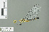  ( - RMNH.INS.509578)  @12 [ ] CreativeCommons - Attribution Non-Commercial Share-Alike (2013) Unspecified Naturalis Biodiversity Center