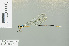  (Coeliccia sp_a - RMNH.INS.509617)  @13 [ ] CreativeCommons - Attribution Non-Commercial Share-Alike (2013) Unspecified Naturalis Biodiversity Center