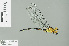  ( - RMNH.INS.509627)  @13 [ ] CreativeCommons - Attribution Non-Commercial Share-Alike (2013) Unspecified Naturalis Biodiversity Center