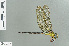  (Heliaeschna simplicia - RMNH.INS.509630)  @14 [ ] CreativeCommons - Attribution Non-Commercial Share-Alike (2013) Unspecified Naturalis Biodiversity Center