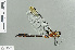  ( - RMNH.INS.509633)  @14 [ ] CreativeCommons - Attribution Non-Commercial Share-Alike (2013) Unspecified Naturalis Biodiversity Center
