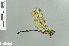  ( - RMNH.INS.509680)  @13 [ ] CreativeCommons - Attribution Non-Commercial Share-Alike (2013) Unspecified Naturalis Biodiversity Center