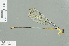  (Pericnemis stictica - RMNH.INS.509687)  @13 [ ] CreativeCommons - Attribution Non-Commercial Share-Alike (2013) Unspecified Naturalis Biodiversity Center