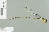  (Protosticta simplicinervis - RMNH.INS.509701)  @13 [ ] CreativeCommons - Attribution Non-Commercial Share-Alike (2013) Unspecified Naturalis Biodiversity Center