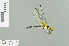  (Nannophlebia aglaia - RMNH.INS.509745)  @13 [ ] CreativeCommons - Attribution Non-Commercial Share-Alike (2013) Unspecified Naturalis Biodiversity Center