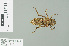  ( - RMNH.INS.509761)  @11 [ ] CreativeCommons - Attribution Non-Commercial Share-Alike (2013) Unspecified Naturalis Biodiversity Center