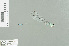  (Pseudagrion celebense - RMNH.INS.509768)  @13 [ ] CreativeCommons - Attribution Non-Commercial Share-Alike (2013) Unspecified Naturalis Biodiversity Center