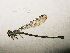  ( - RMNH.INS.509783)  @12 [ ] CreativeCommons - Attribution Non-Commercial Share-Alike (2013) Unspecified Naturalis Biodiversity Center
