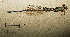  ( - RMNH.INS.509787)  @12 [ ] CreativeCommons - Attribution Non-Commercial Share-Alike (2013) Unspecified Naturalis Biodiversity Center