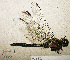  ( - RMNH.INS.509791)  @14 [ ] CreativeCommons - Attribution Non-Commercial Share-Alike (2013) Unspecified Naturalis Biodiversity Center