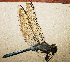  ( - RMNH.INS.509794)  @14 [ ] CreativeCommons - Attribution Non-Commercial Share-Alike (2013) Unspecified Naturalis Biodiversity Center