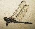  ( - RMNH.INS.509799)  @14 [ ] CreativeCommons - Attribution Non-Commercial Share-Alike (2013) Unspecified Naturalis Biodiversity Center