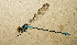  (Pseudagrion punctum - RMNH.INS.509801)  @11 [ ] CreativeCommons - Attribution Non-Commercial Share-Alike (2013) Unspecified Naturalis Biodiversity Center