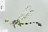  ( - RMNH.INS.554464)  @12 [ ] CreativeCommons - Attribution Non-Commercial Share-Alike (2013) Unspecified Naturalis Biodiversity Center