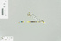  (Pseudagrion thenartum - RMNH.INS.554472)  @13 [ ] CreativeCommons - Attribution Non-Commercial Share-Alike (2013) Unspecified Naturalis Biodiversity Center