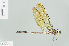  ( - RMNH.INS.554480)  @13 [ ] CreativeCommons - Attribution Non-Commercial Share-Alike (2013) Unspecified Naturalis Biodiversity Center