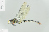 ( - RMNH.INS.554488)  @14 [ ] CreativeCommons - Attribution Non-Commercial Share-Alike (2013) Unspecified Naturalis Biodiversity Center