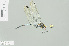  ( - RMNH.INS.554497)  @12 [ ] CreativeCommons - Attribution Non-Commercial Share-Alike (2013) Unspecified Naturalis Biodiversity Center