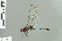  ( - RMNH.INS.557577)  @13 [ ] CreativeCommons - Attribution Non-Commercial Share-Alike (2013) Unspecified Naturalis Biodiversity Center