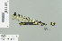  ( - RMNH.INS.557595)  @11 [ ] CreativeCommons - Attribution Non-Commercial Share-Alike (2013) Unspecified Naturalis Biodiversity Center
