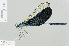  (Neurobasis - RMNH.INS.557602)  @15 [ ] CreativeCommons - Attribution Non-Commercial Share-Alike (2013) Unspecified Naturalis Biodiversity Center