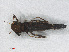  ( - RMNH.INS.557660)  @14 [ ] CreativeCommons - Attribution Non-Commercial Share-Alike (2013) Unspecified Naturalis Biodiversity Center