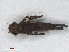  ( - RMNH.INS.557665)  @14 [ ] CreativeCommons - Attribution Non-Commercial Share-Alike (2013) Unspecified Naturalis Biodiversity Center