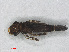  ( - RMNH.INS.557670)  @14 [ ] CreativeCommons - Attribution Non-Commercial Share-Alike (2013) Unspecified Naturalis Biodiversity Center