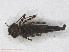  (Rhinagrion borneense - RMNH.INS.557672)  @14 [ ] CreativeCommons - Attribution Non-Commercial Share-Alike (2013) Unspecified Naturalis Biodiversity Center