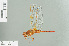  ( - RMNH.INS.559435)  @13 [ ] CreativeCommons - Attribution Non-Commercial Share-Alike (2013) Unspecified Naturalis Biodiversity Center