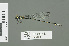 ( - RMNH.INS.559444)  @13 [ ] CreativeCommons - Attribution Non-Commercial Share-Alike (2013) Unspecified Naturalis Biodiversity Center