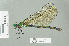  ( - RMNH.INS.559451)  @15 [ ] CreativeCommons - Attribution Non-Commercial Share-Alike (2013) Unspecified Naturalis Biodiversity Center